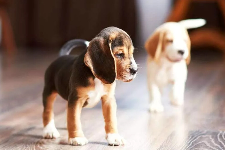 Your Guide To The Best Floors For Furry Pets